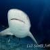 shark_bull_pdm_h_0020_mex0025_rv.jpg